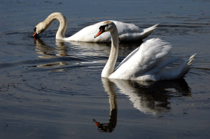 Bütykös hattyú (Cygnus olor)