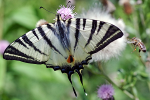 Kardos lepke (Iphiclides podalirius)
