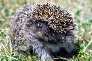 Keleti sün (Erinaceus europaeus roumanicus)