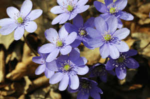 Májvirág (Hepatica nobilis)