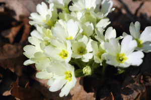Szártalan kankalin (Primula vulgaris)